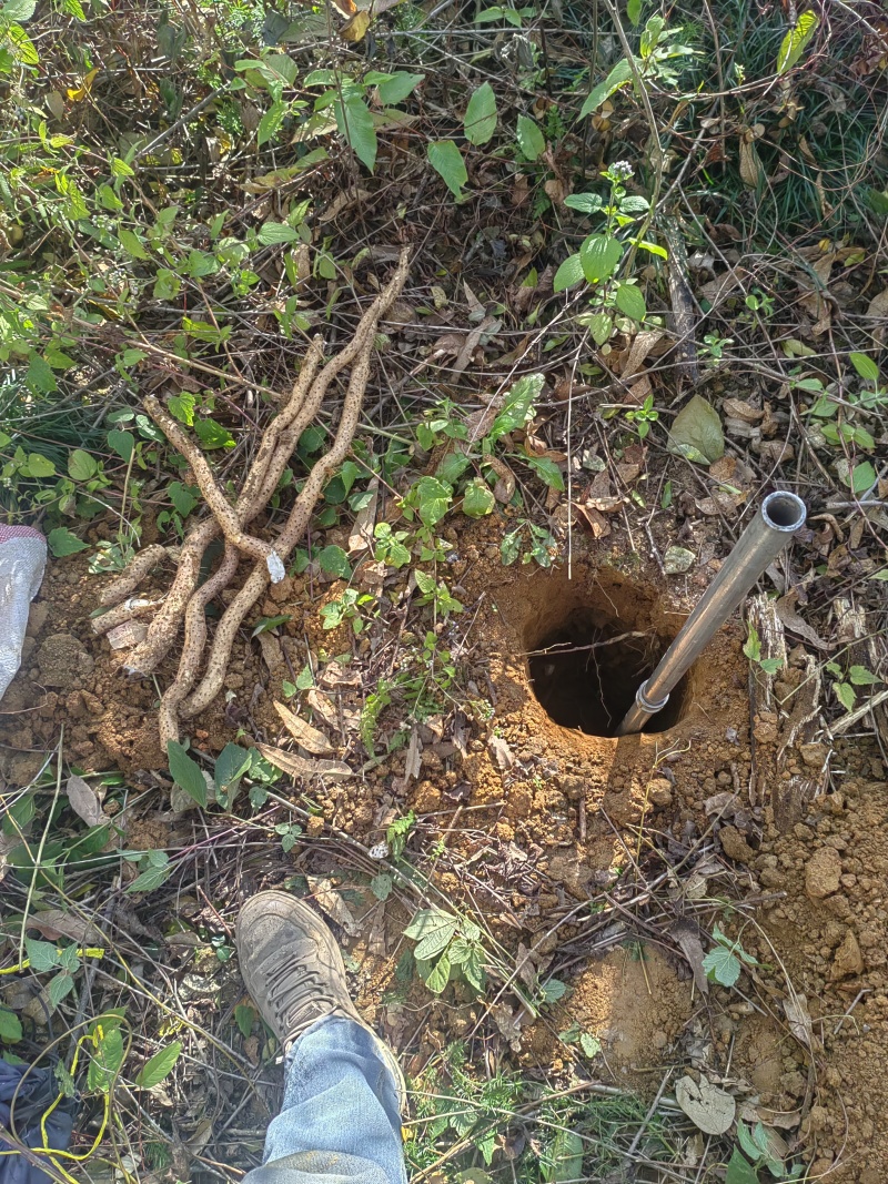 新鲜野生风铃山药