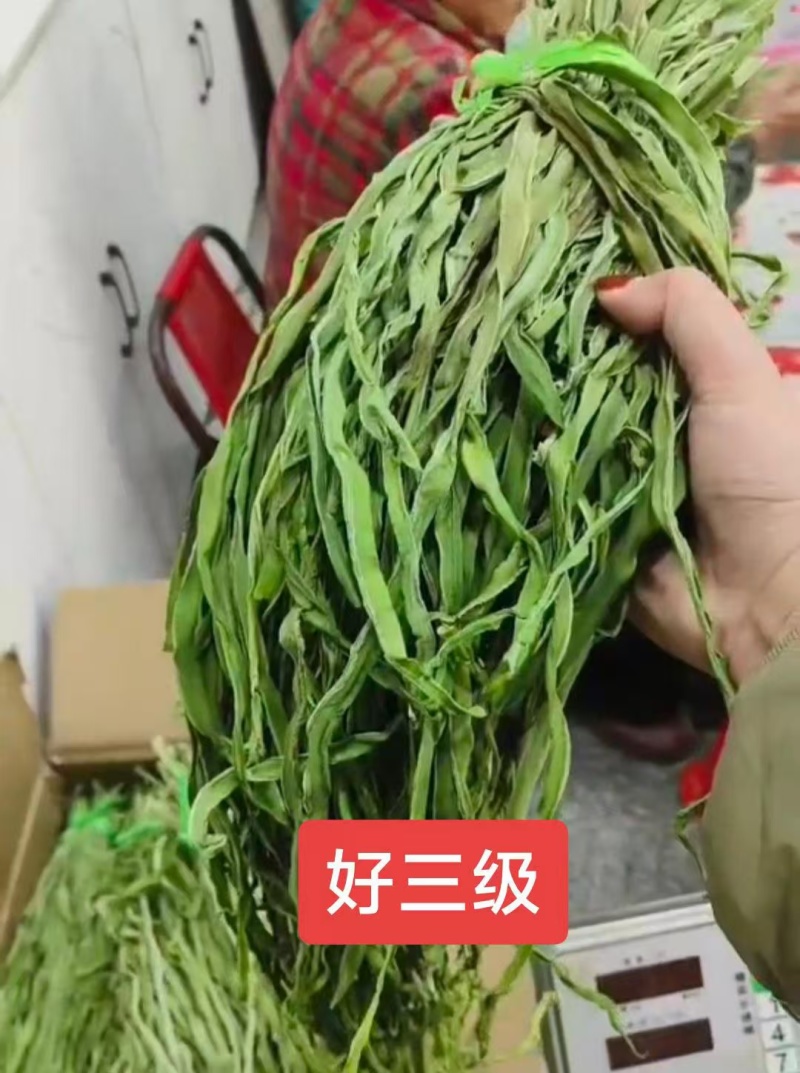 贡菜，产地直发，精品贡菜大量供应