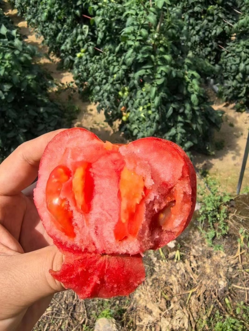 普罗旺斯西红柿