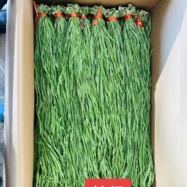 贡菜，产地直发，精品贡菜大量供应