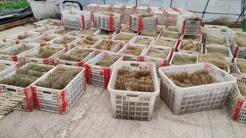 四川纯手工红薯粉条无添加剂无中间商/品质保障证件齐全