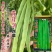 青锋剑四扁芸豆种子扁条无筋豆种子绿荚四季豆架豆种子荚扁平