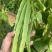 青锋剑四扁芸豆种子扁条无筋豆种子绿荚四季豆架豆种子荚扁平