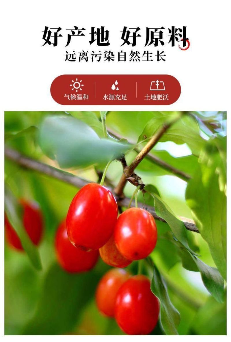 野生山茱萸山萸肉无硫河南伏牛山地理标志产品农家自产