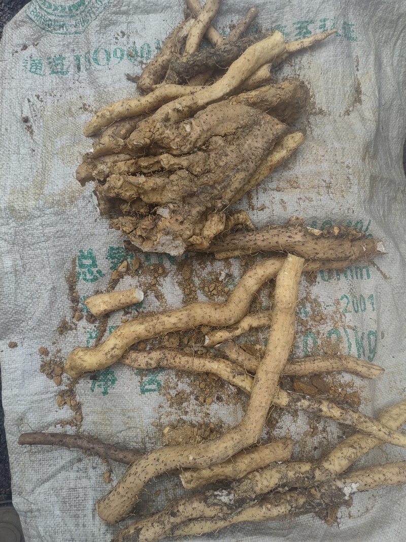 广西桂林大山里纯野生的风铃山药