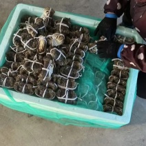江苏泗洪县大闸蟹诚信经营规格齐全可视频看货保质保量