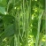 万斤青架豆王种子无筋架豆种籽无纤维抗病强改良升级版四季豆