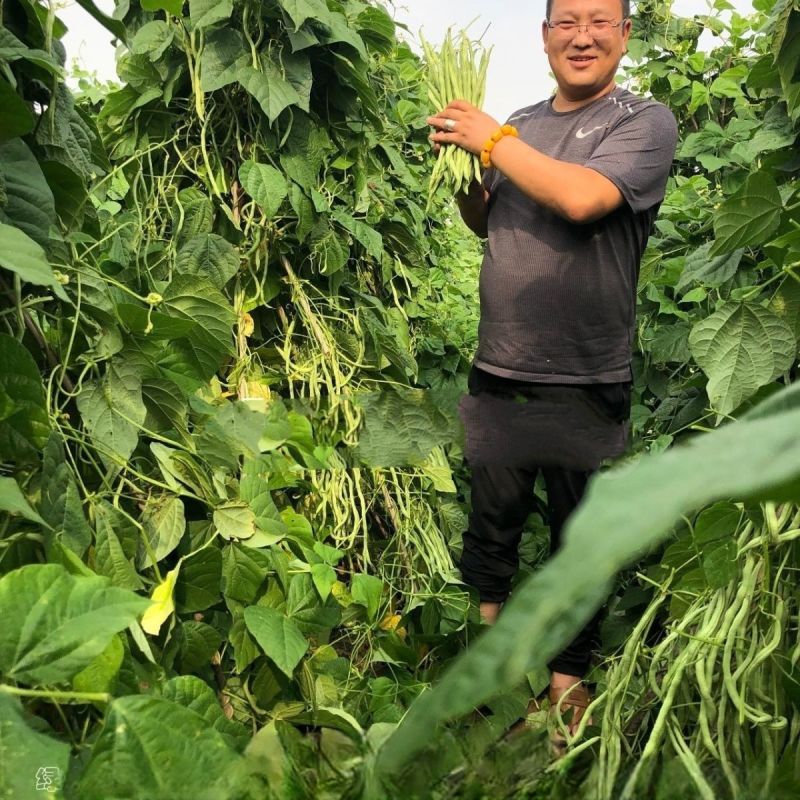 万斤青架豆王种子无筋架豆种籽无纤维抗病强改良升级版四季豆