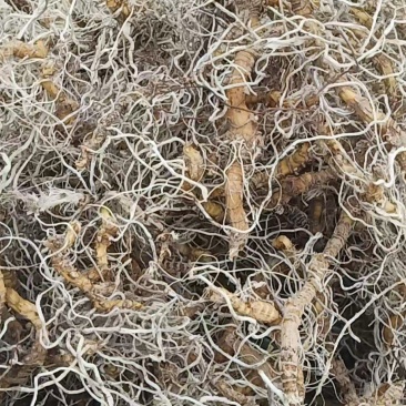 中药材入地蜈蚣蜈蚣草水蜈蚣倒地蜈蚣