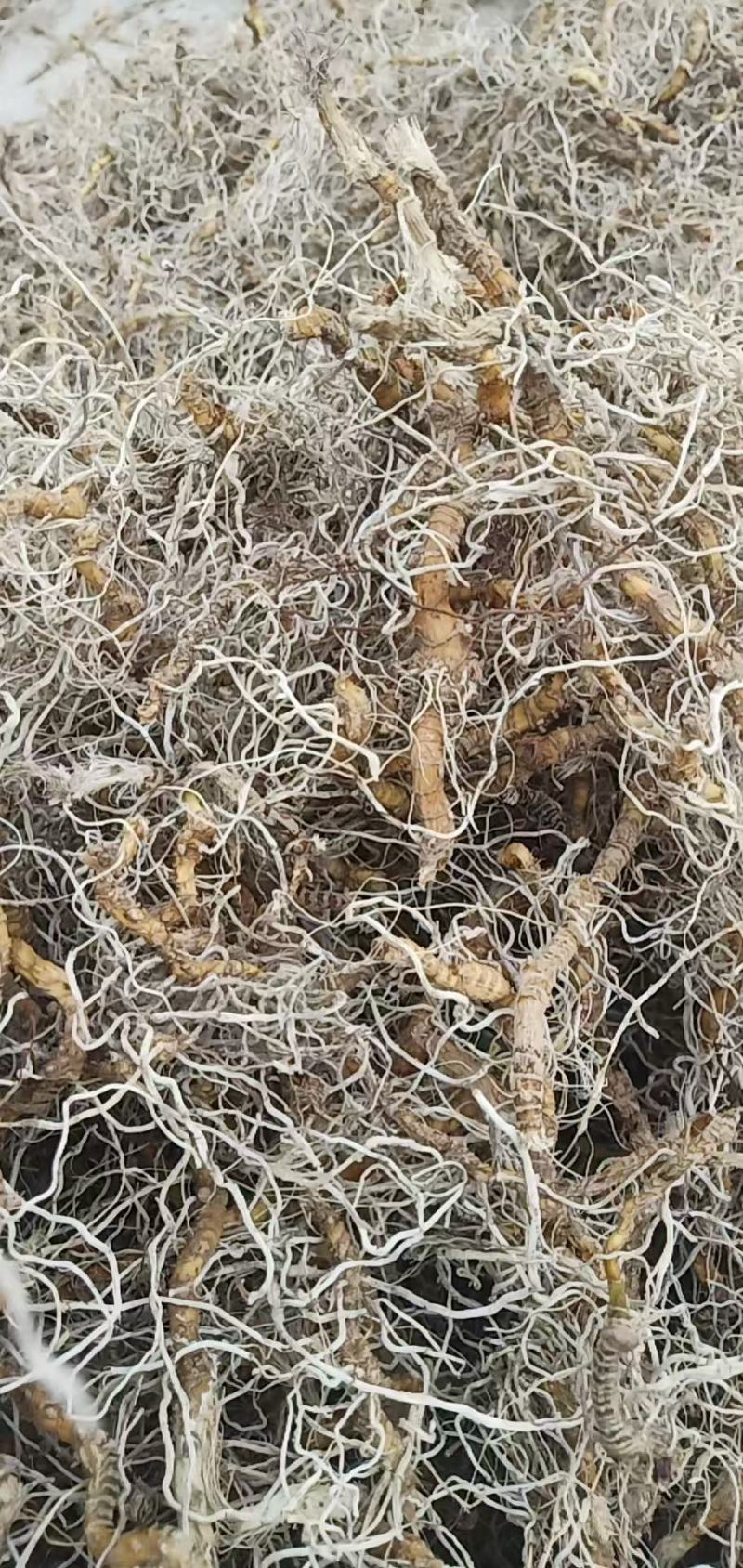 中药材入地蜈蚣蜈蚣草水蜈蚣倒地蜈蚣