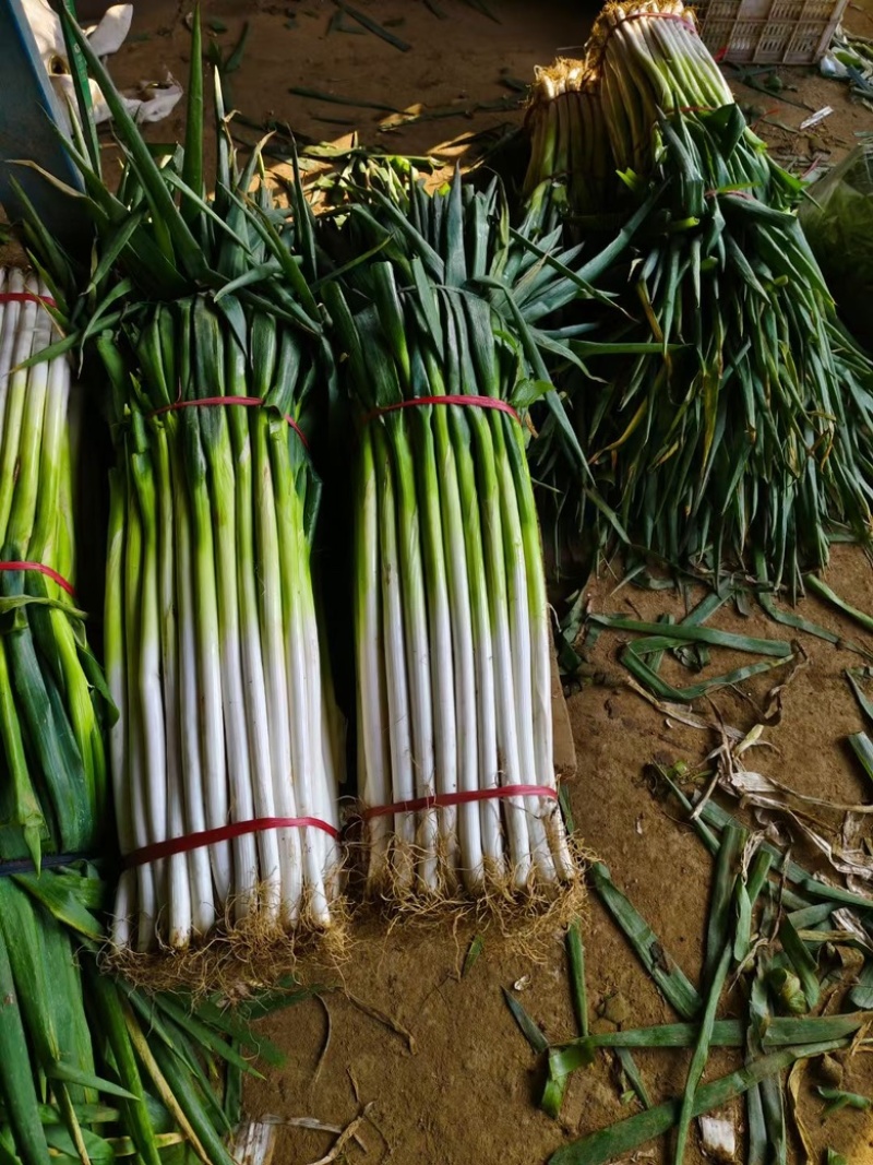 河南大葱，南阳钢葱，新野钢葱大量上市