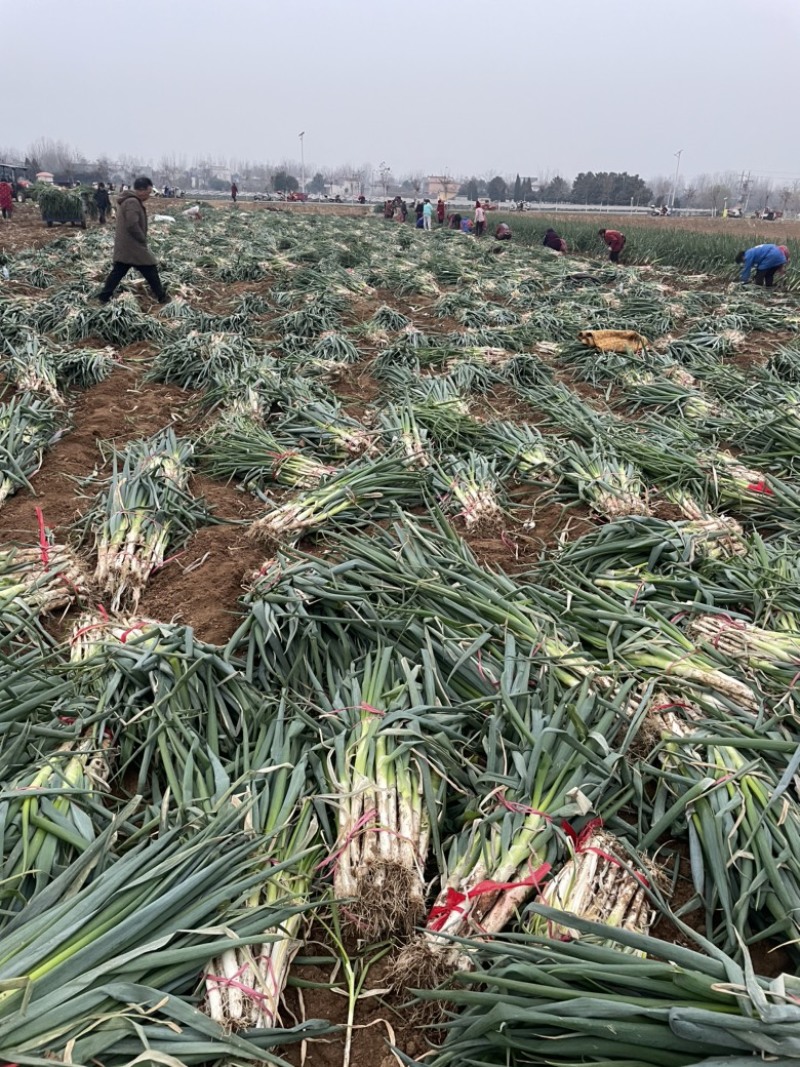 河南大葱，南阳钢葱，新野钢葱大量上市