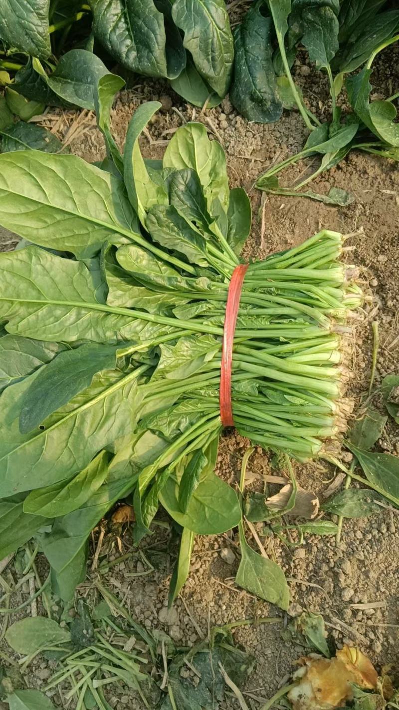 菠菜