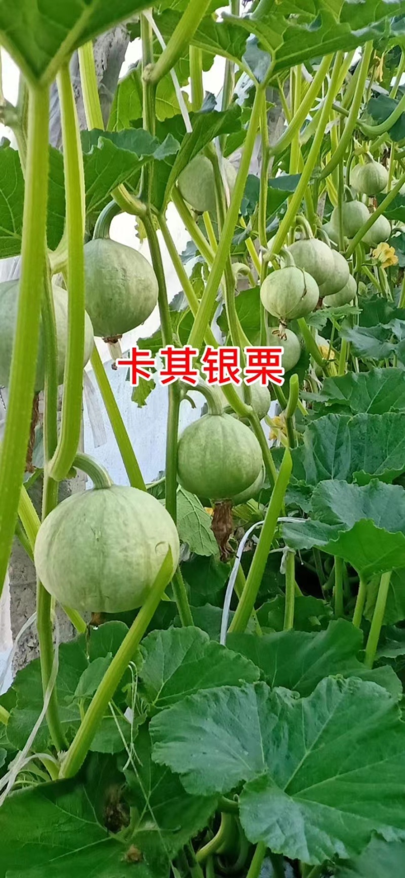 卡其银栗南瓜种子中早熟果肉杏黄香脆细腻产量高