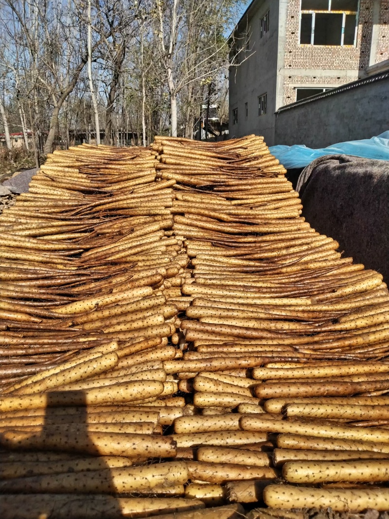 河北精品双棒二路三路能水洗一件代发对接各大平台