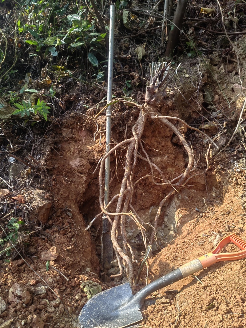 广西桂林大山里的野生五指毛桃干货无硫