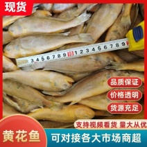 黄花鱼小黄鱼出口级品质质优价廉一手货源