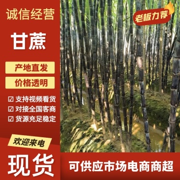 博白三滩镇黑皮甘蔗产地直供