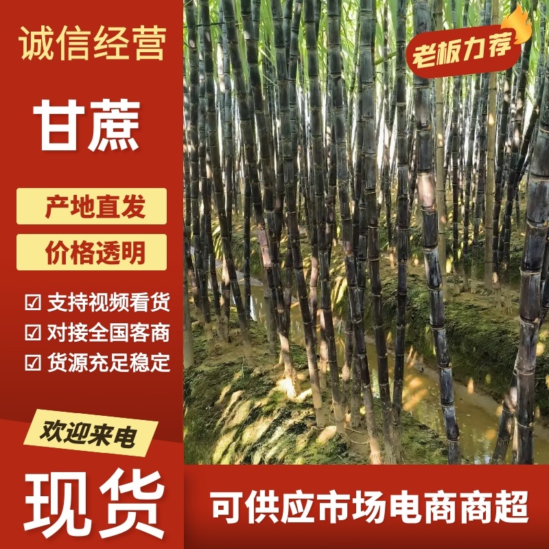 博白三滩镇黑皮甘蔗产地直供