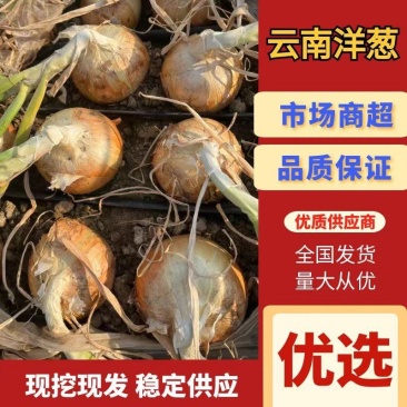 【实力供应】元谋精品黄皮洋葱.食堂.电商.各大市场直供