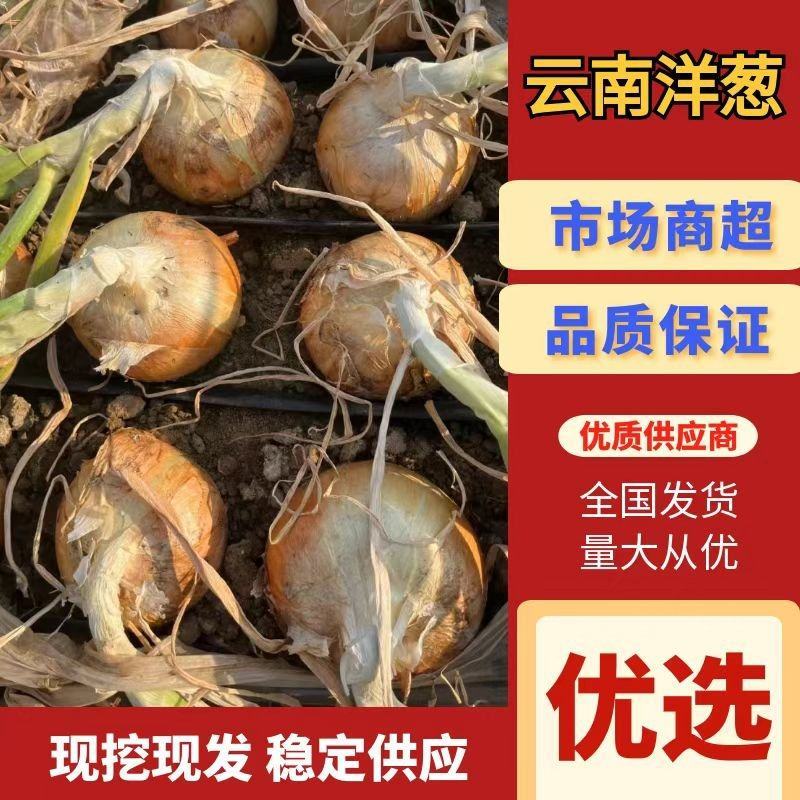 【实力供应】元谋精品黄皮洋葱.食堂.电商.各大市场直供