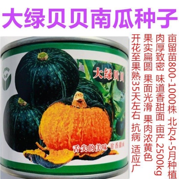 正宗大绿贝贝南瓜种子早熟绿皮甘香甜面南瓜种子