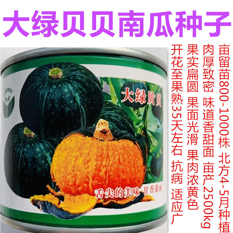 大绿贝贝南瓜种子早熟抗病味道香甜面风味极佳适应性广