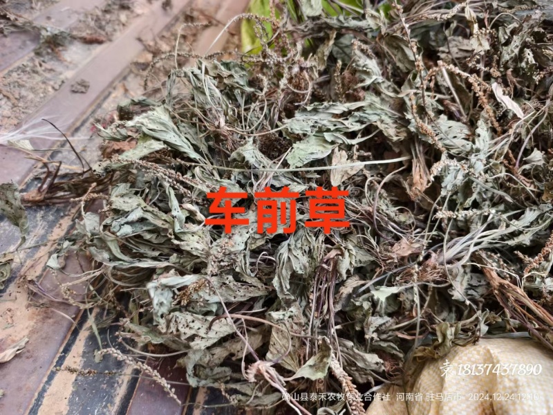 车前草批发零售欢迎下单