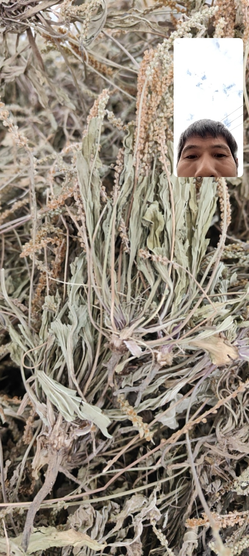 车前草批发零售欢迎下单