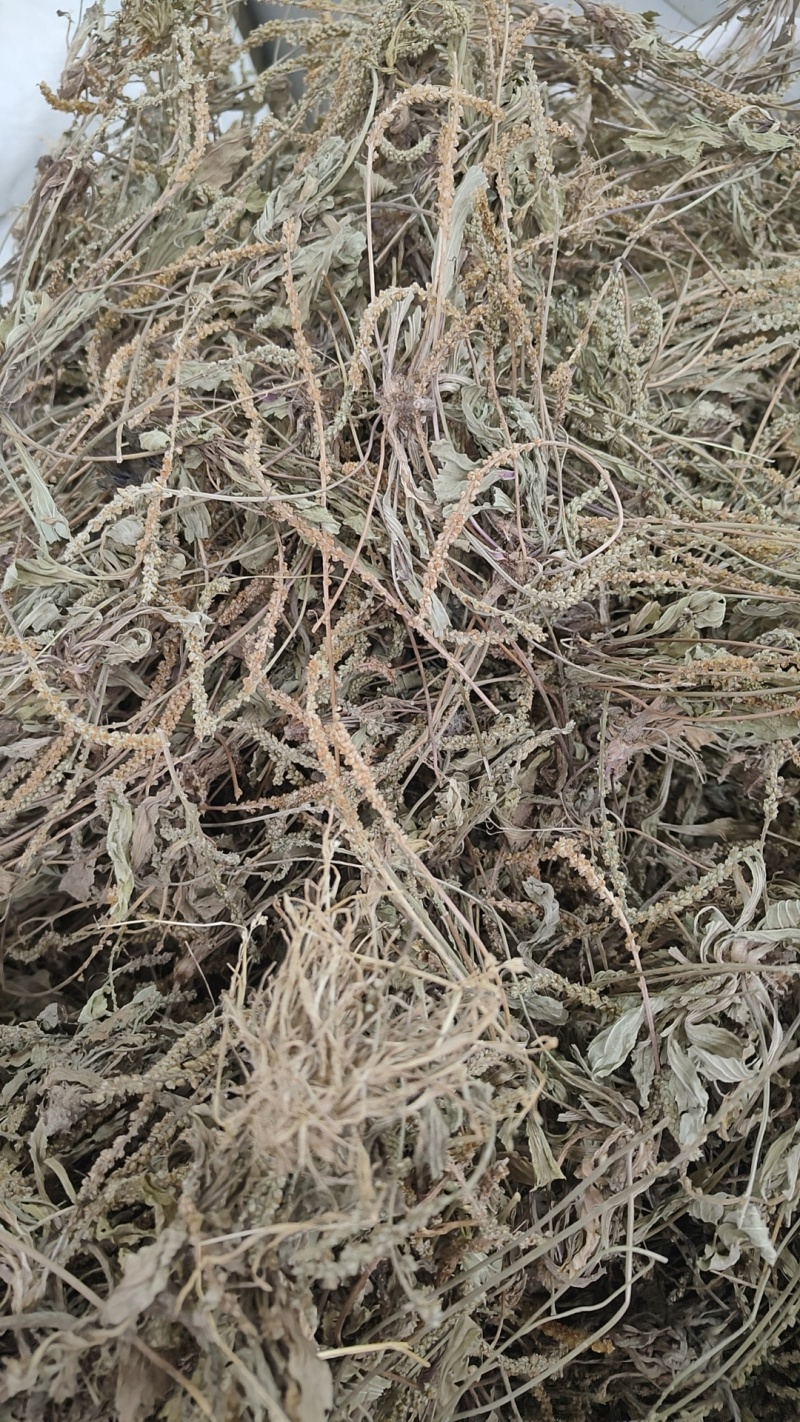 车前草批发零售欢迎下单