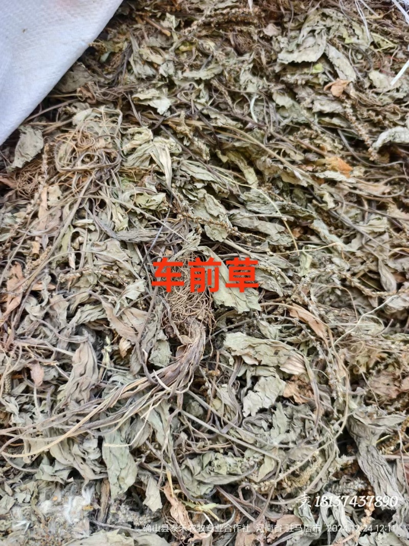 车前草批发零售欢迎下单
