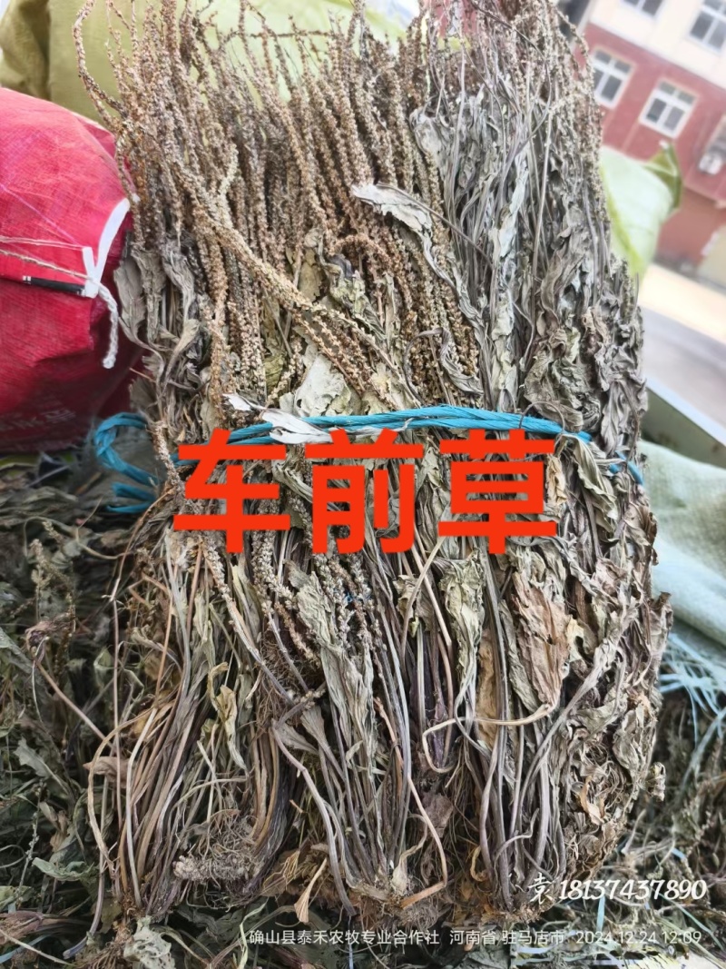车前草批发零售欢迎下单