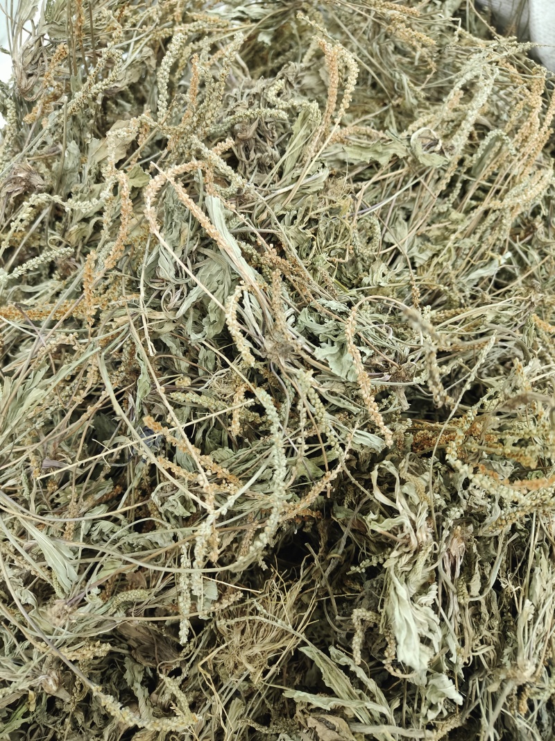 车前草批发零售欢迎下单