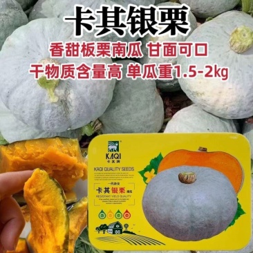 卡其银栗南瓜种子早熟果肉杏黄香甜细腻甘面可口营养丰富