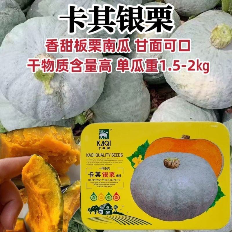 卡其银栗南瓜种子早熟果肉杏黄香甜细腻甘面可口营养丰富