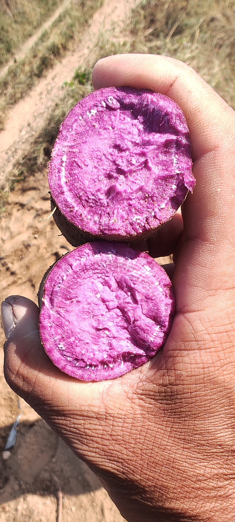 紫薯，紫罗兰，有圆形，漫长形，丘陵沙土地
