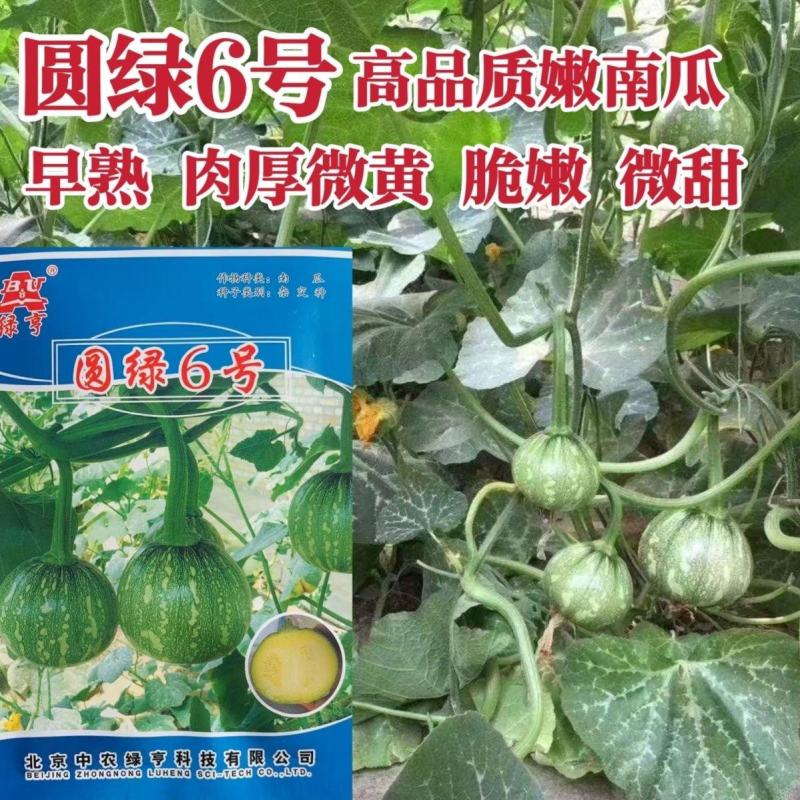 绿亨圆绿6号嫩南瓜种子早熟一串铃南瓜种籽高产菜用小南瓜种