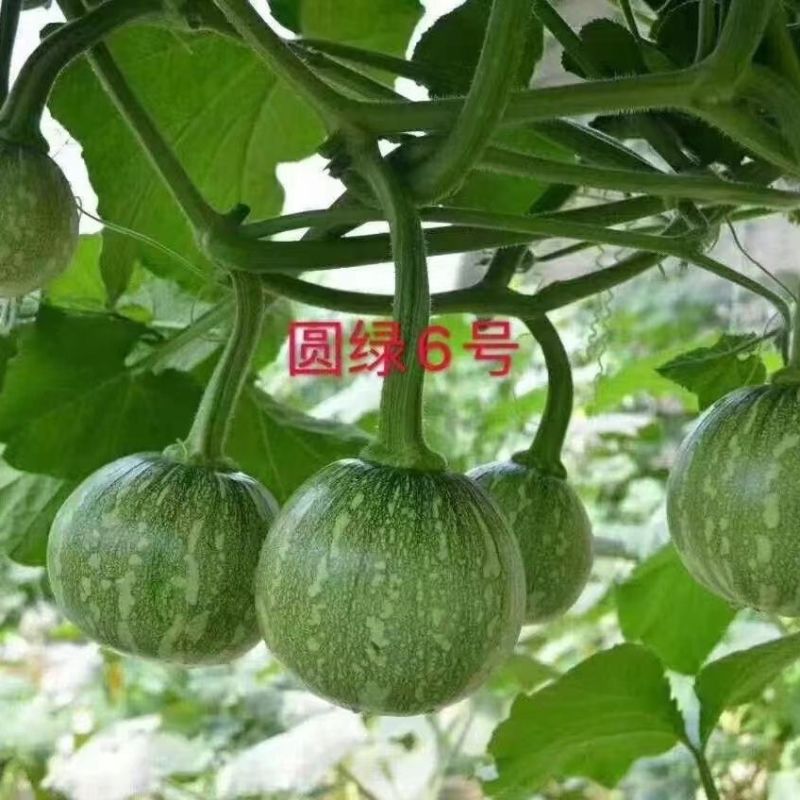 绿亨圆绿6号嫩南瓜种子早熟一串铃南瓜种籽高产菜用小南瓜种