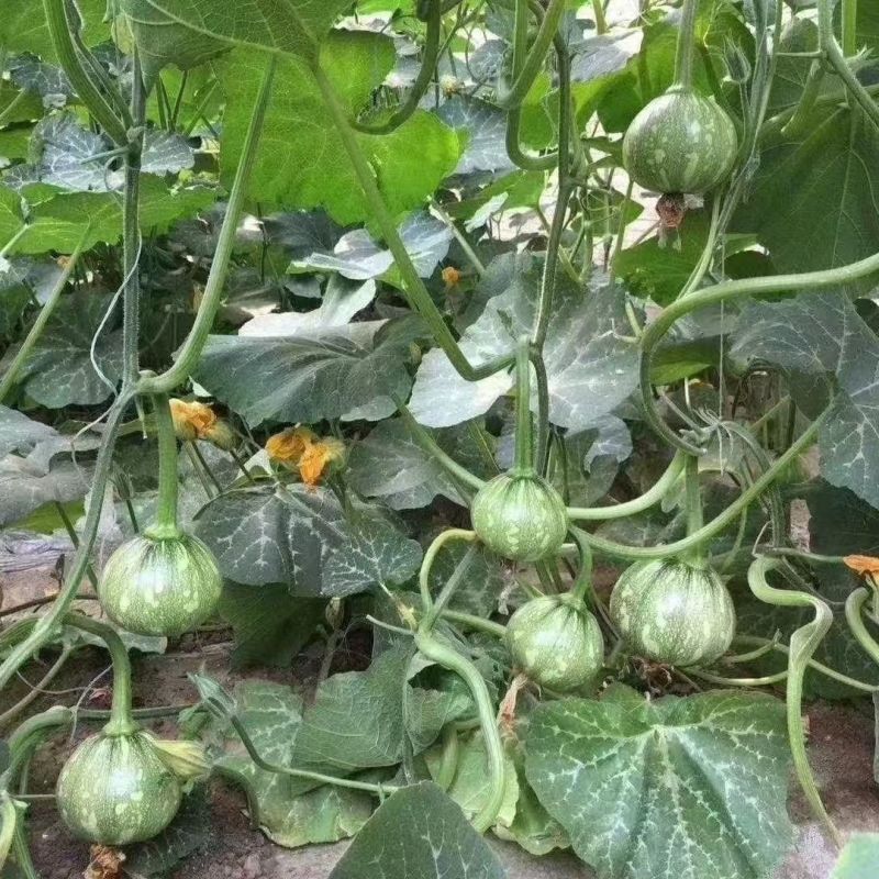 绿亨圆绿6号嫩南瓜种子早熟一串铃南瓜种籽高产菜用小南瓜种