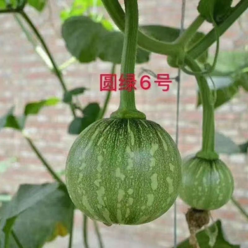 绿亨圆绿6号嫩南瓜种子早熟一串铃南瓜种籽高产菜用小南瓜种