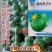 绿亨绿元宝5号西葫芦种子无蔓西葫芦圆形青瓜种子特早熟南美