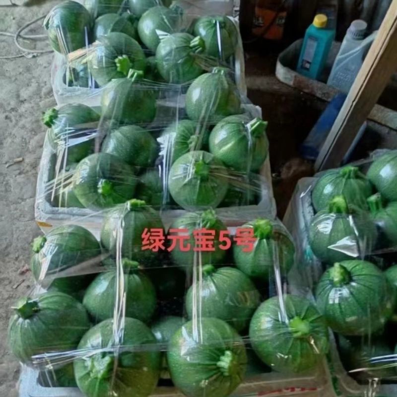 绿亨绿元宝5号西葫芦种子无蔓西葫芦圆形青瓜种子特早熟南美