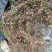 小叶扶芳藤地苗长度80cm一1m，基地有量，欢迎来订购。