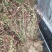 小叶扶芳藤地苗长度80cm一1m，基地有量，欢迎来订购。