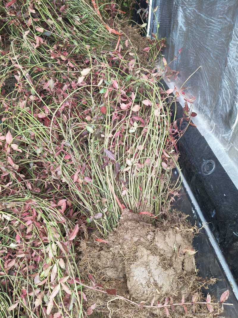 小叶扶芳藤地苗长度80cm一1m，基地有量，欢迎来订购。