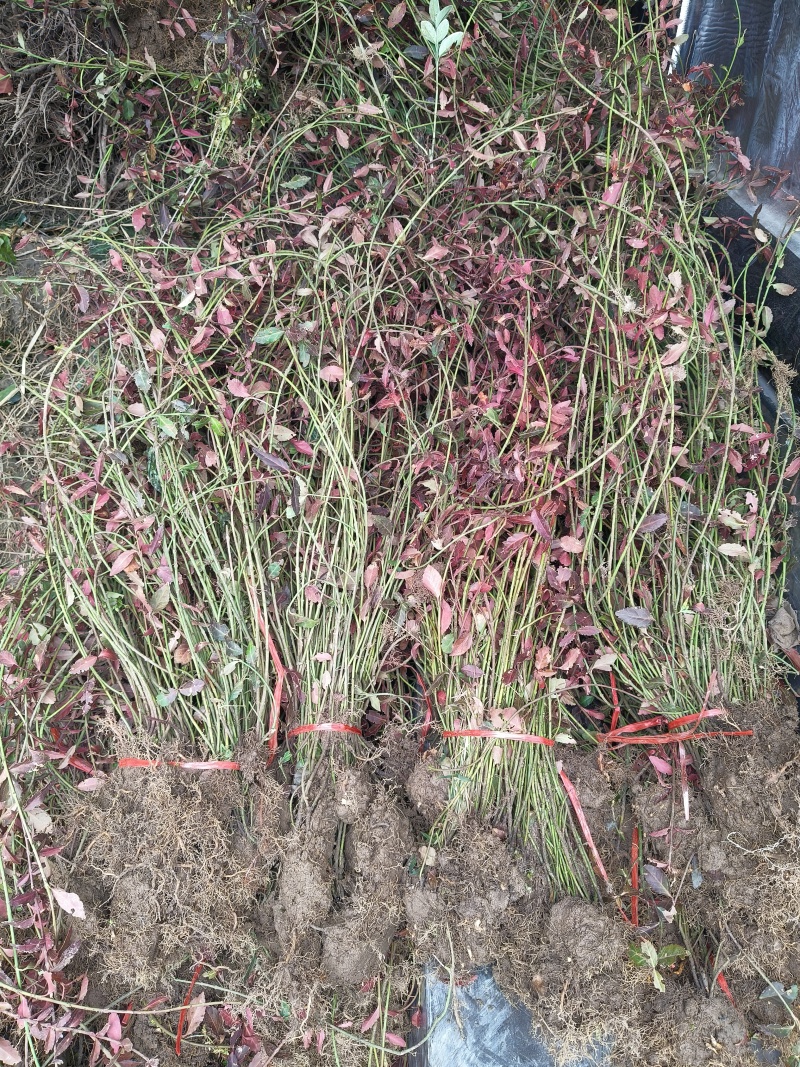 小叶扶芳藤地苗长度80cm一1m，基地有量，欢迎来订购。