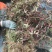 小叶扶芳藤地苗长度80cm一1m，基地有量，欢迎来订购。