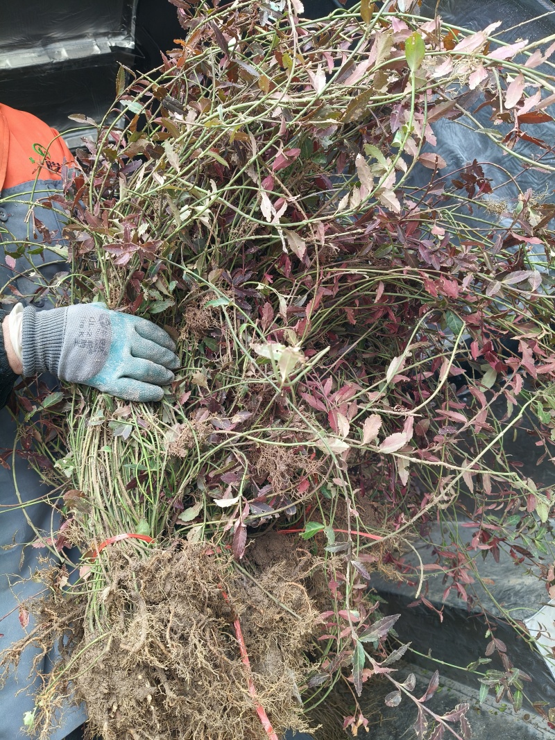 小叶扶芳藤地苗长度80cm一1m，基地有量，欢迎来订购。
