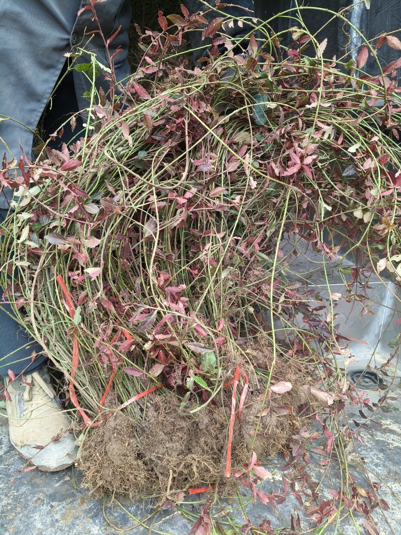 小叶扶芳藤地苗长度80cm一1m，基地有量，欢迎来订购。