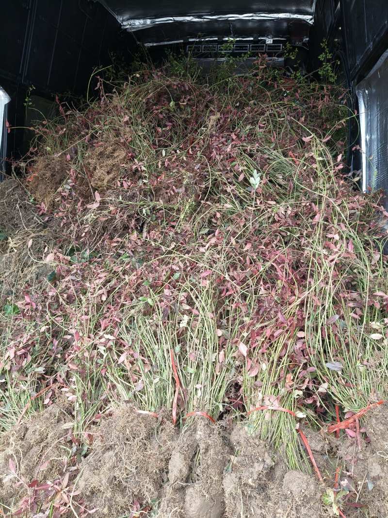 小叶扶芳藤地苗长度80cm一1m，基地有量，欢迎来订购。
